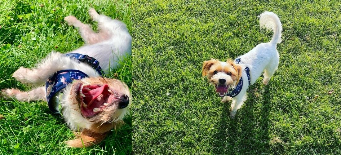 Two photos of Buzz Lightyear: the first showing him lying in some grass, the second showing him standing on some grass with a smile