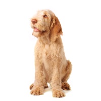 Italian Spinone
