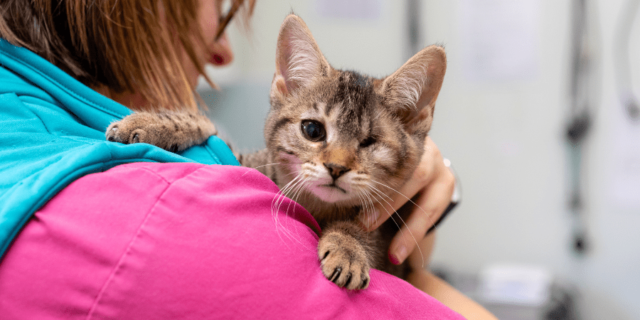 A photo of a one-eyed cat being held by a PDSA Vet