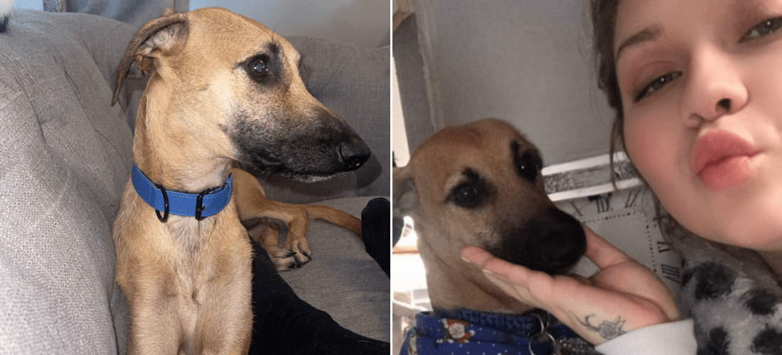 Two photos of Munchie relaxing with their owner