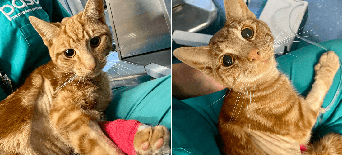 Photos of Tom sat in the lap of a PDSA vet recovering