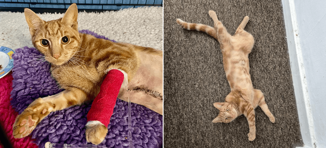 Two photos of Tom recovering